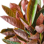 aglonema_tropical_garnet