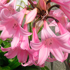 amarillis belladonna