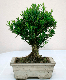 buxus harlandii