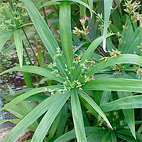 Cyperus diffusus, http://en.hortipedia.com
