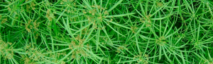 cyperus alternifolius