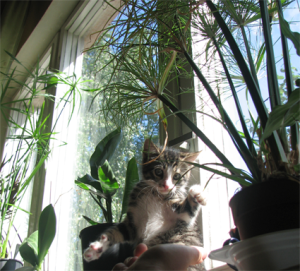 cyperus alternifolius 