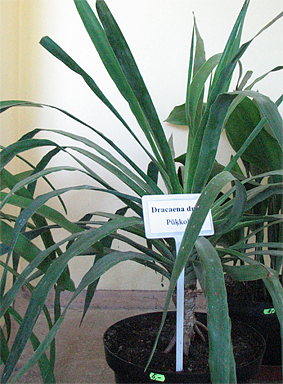 dracaena draco 