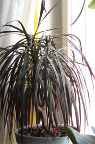 dracena