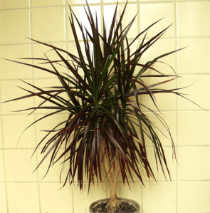 dracena_apgriezta