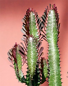 euphorbia trigona