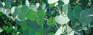 eucaliptus gunii