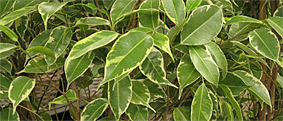 ficus golden king
