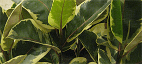 ficus tineke