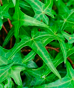 Hedera-helix-'Sagittifolia'