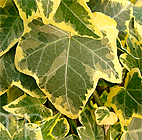 Hedera Helix Goldchild