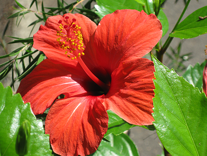hibisks
