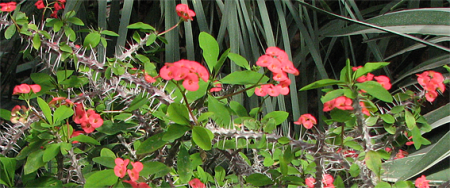 mirdzošā eiforbija