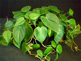 Philodendron hederaceum