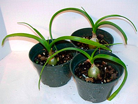 Astainā baltstarīte