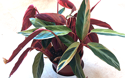 Calathea_triostar