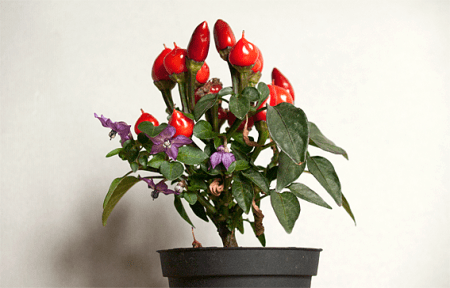 Capsicum, dekoratīvā paprika