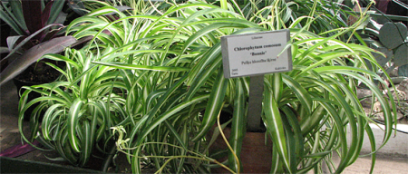 chlorophytum comosum 'bonnie' 