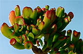 crassula argentae