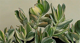 crassula_obliqua