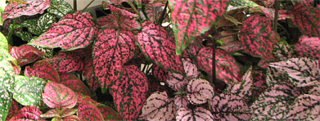 hypoeste sangiunoten