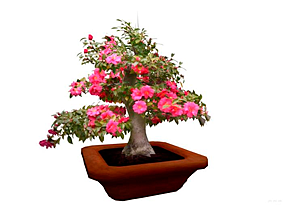 kamelija_bonsai