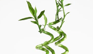 lucky bamboo  