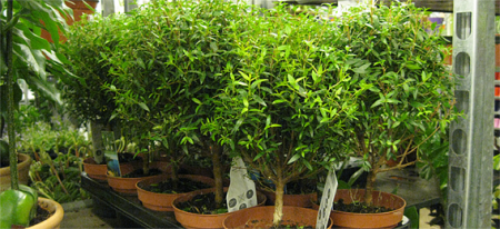 mirte, myrtus communis