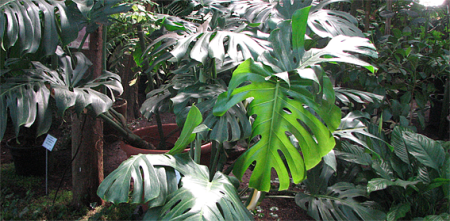 monstera LU Botāniskajā dārzā