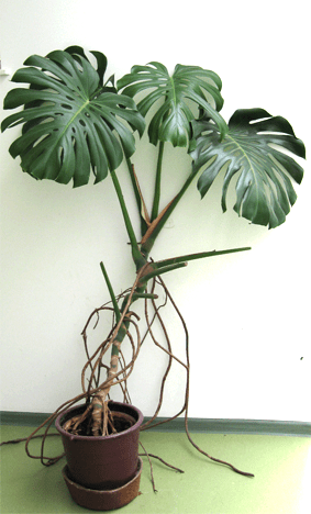 monstera