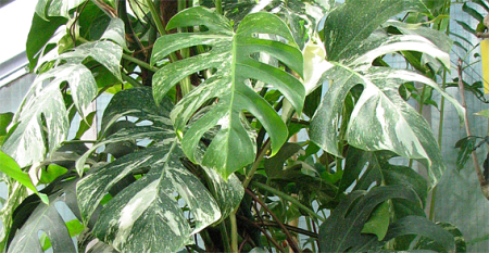 monstera deliciosa 'variegata'
