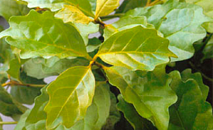 istabas ozols , nikodēmija