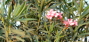 oleandrs