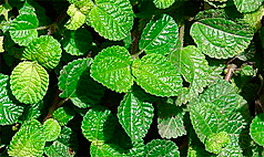 pilea_nummulariifolia