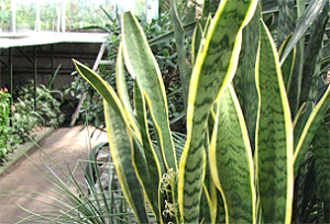 sansevieria