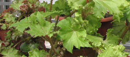 begonia manicata 'crispa'