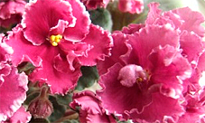 Saintpaulia-Firehouse