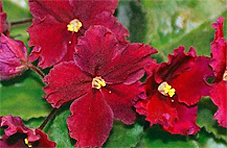 Saintpaulia-Red-Velvet