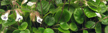 saintpaulia chirita timiana