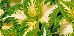 Coleus blumei 'Wizard Jade'