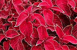 Coleus blumei 'Wizard Velvet Red