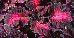 coleus ‘Black Dragon'