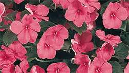 impatiens_tempo_deep_pink