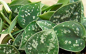 Philodendron 'Silver Cloud' (Scindapsus picta 'Silver Cloud')