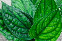 Piper-Hybrid-Variegated-Scindapsus