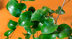 testudinārija