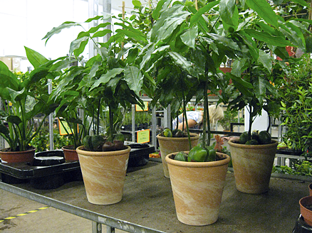 castanospermum australis