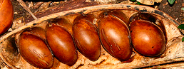 Castanospermum