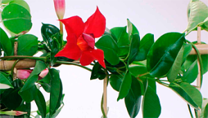 mandevilla