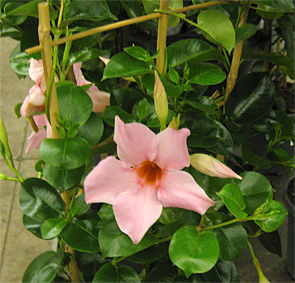 mandevilla, sundevilla